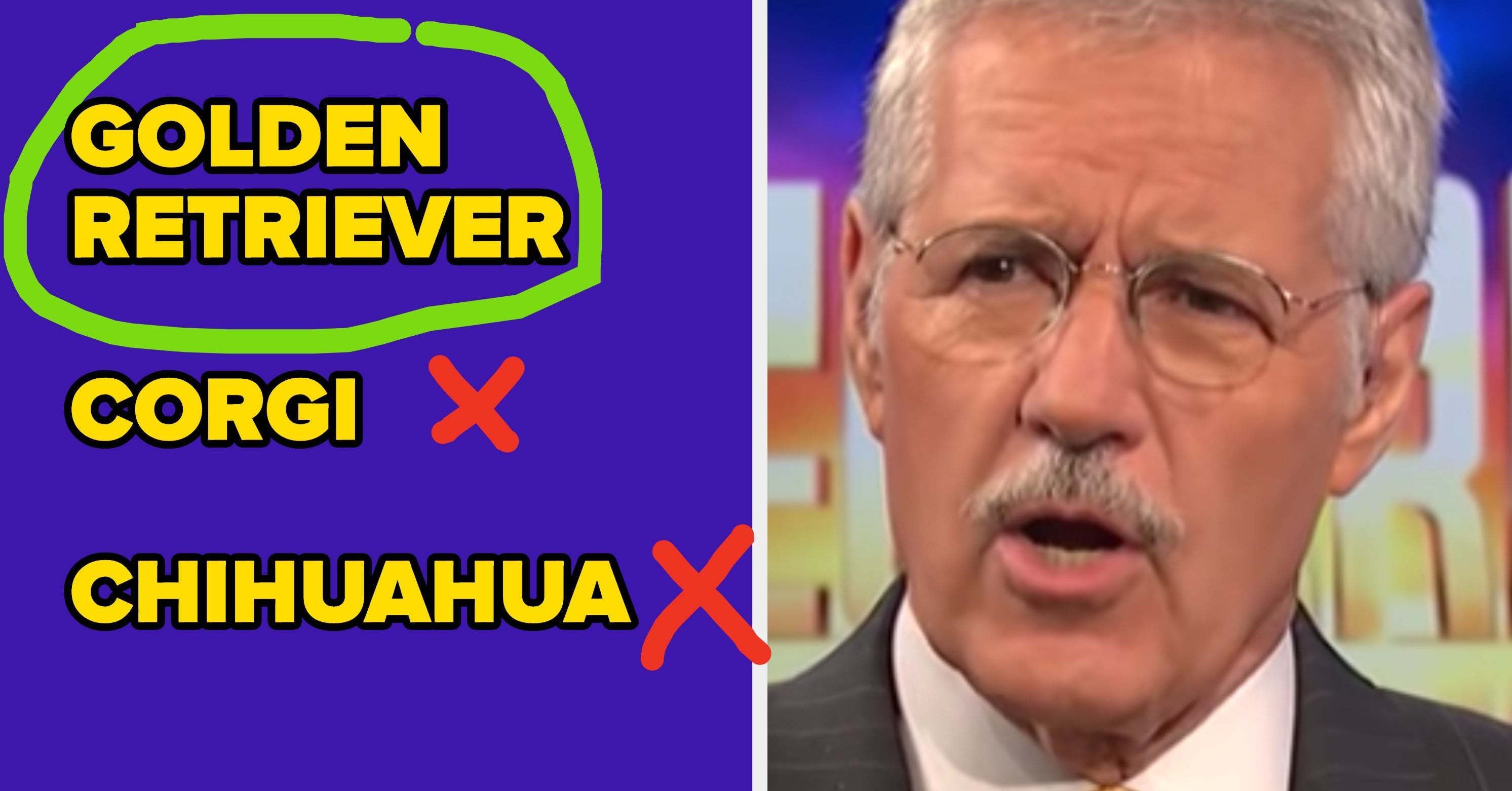 Jeopardy Questions About Dogs Quiz