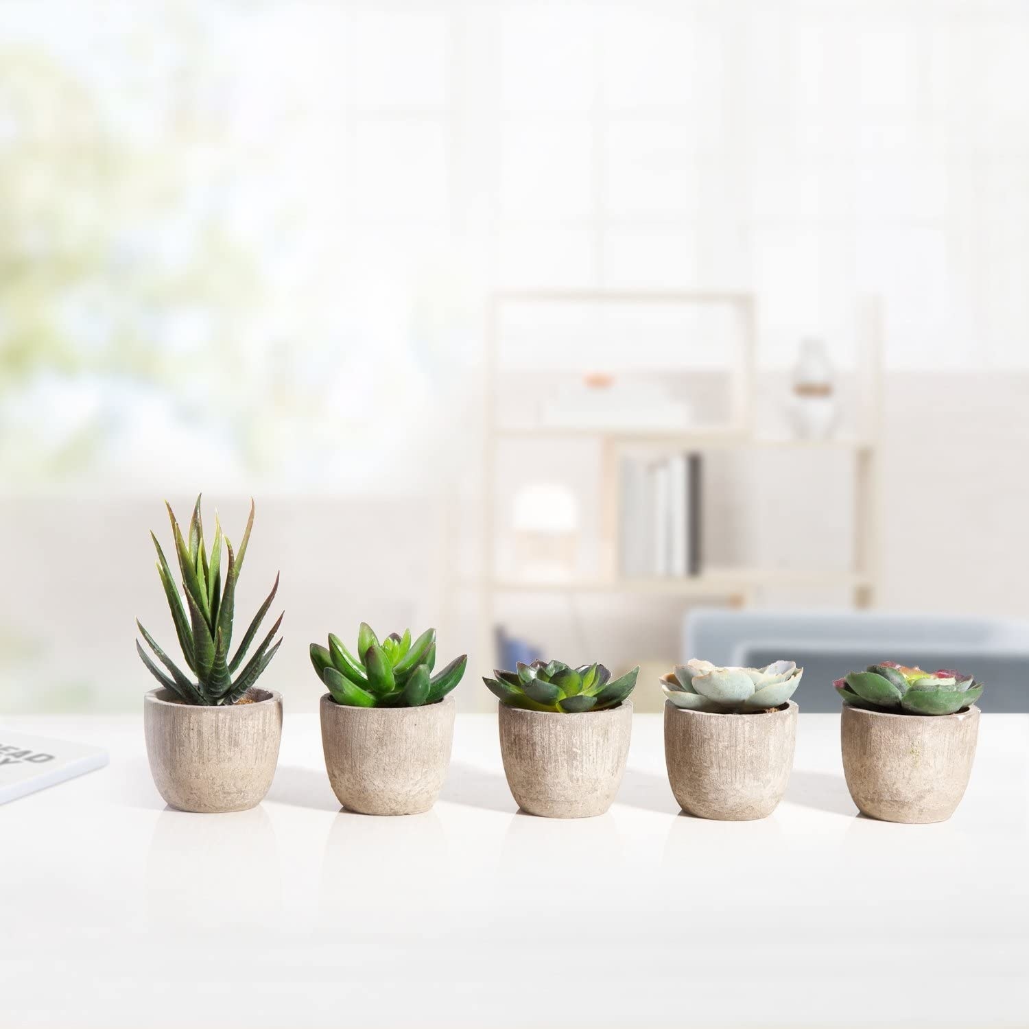 The set of five succulents lined up on a table in a trendy living room