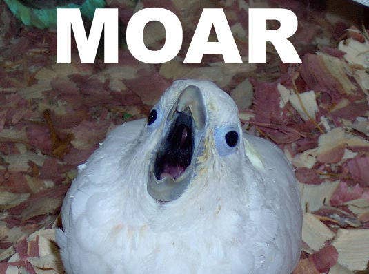 Meme of a bird screeching, with the caption &quot;MOAR&quot;