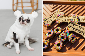 12 Indie Dog Companies to Shop for Your Precious Pooch - Brit + Co