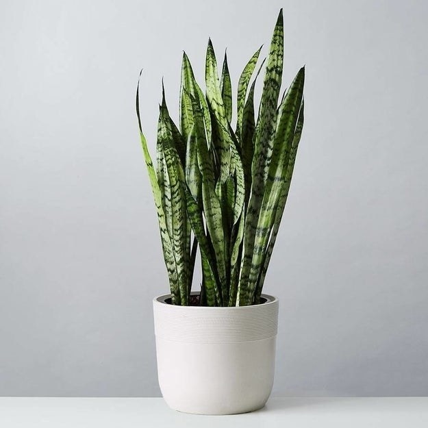 the snake plant in a white pot