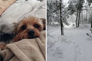 左侧的一只狗被毯子捆绑在一起，右边有一条白雪皑皑的小路。