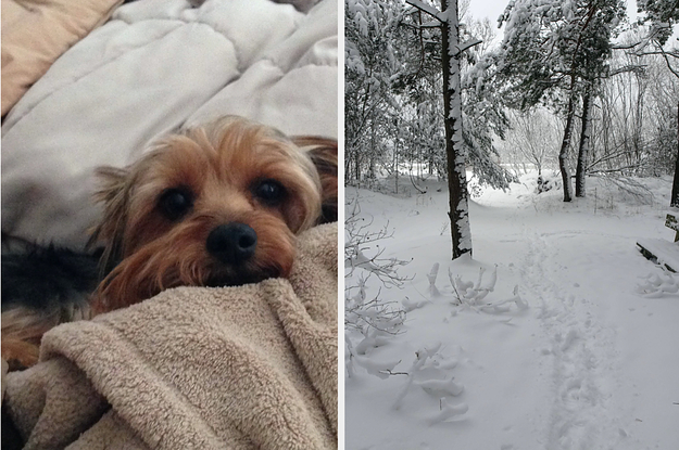 30 Pictures Of Dogs That Are Ready For Winter To Be Over
Like Yesterday