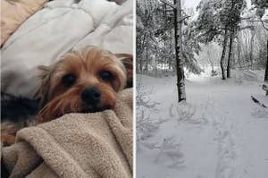 A dog on the left is bundled in blankets and a snowy path with trees is on the right.