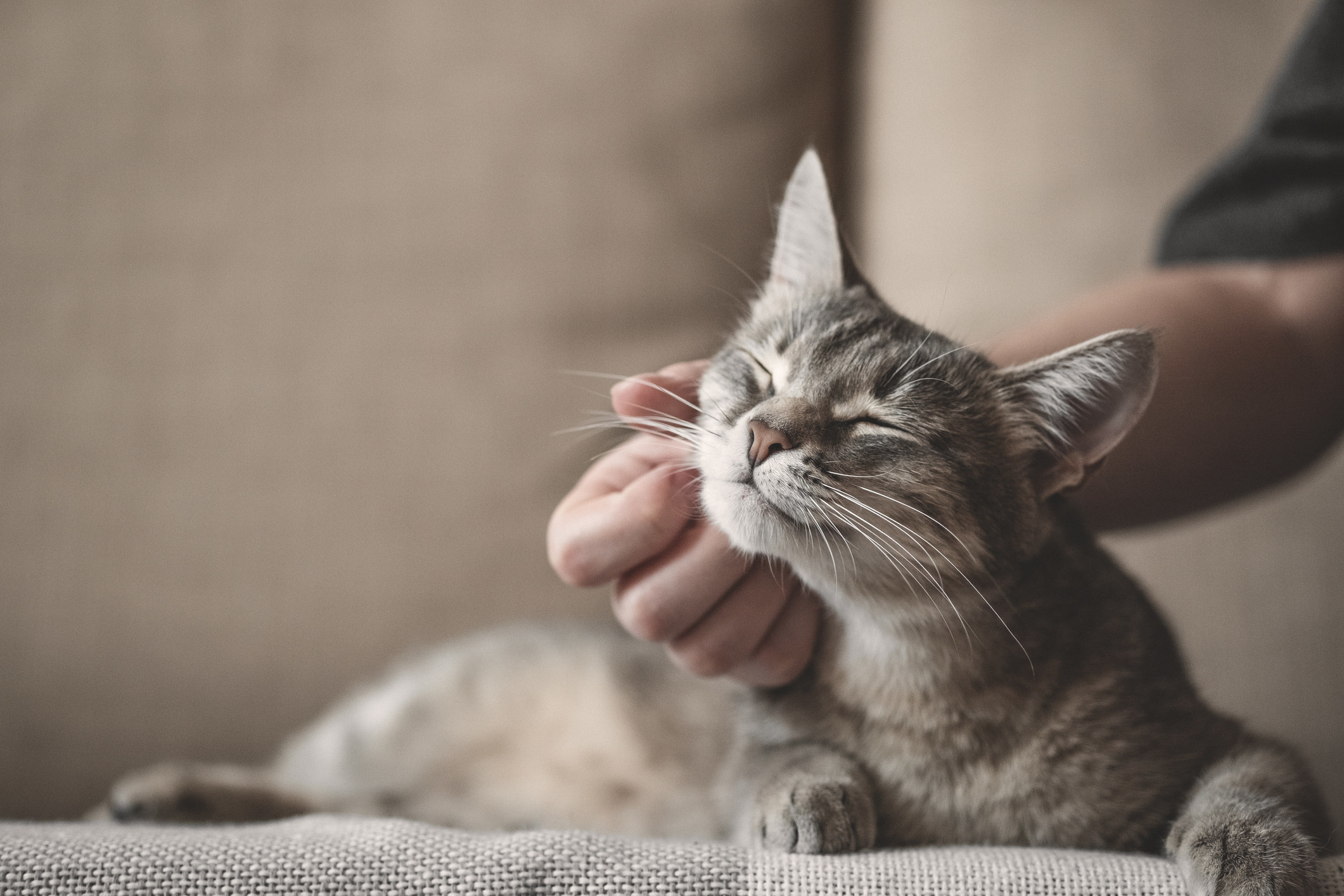 A stock image of a gray striped cat with woman&#x27;s hand on a brown background.