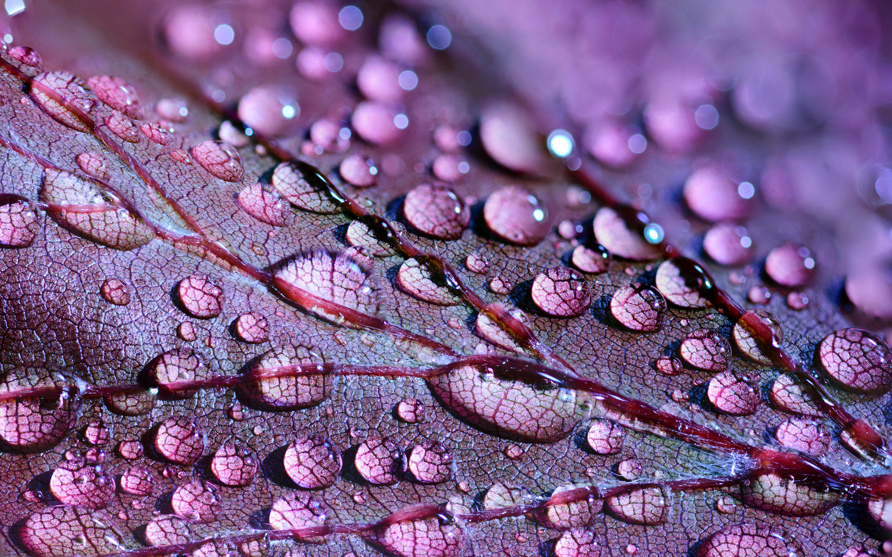 zoomed in image of water droplets on a purple leaf, wherein you can see the veins of the leaf