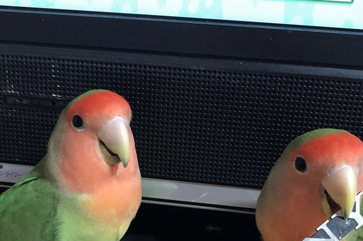 ちょ ちょっと待ってそれは インコにまさかの アレ を取られました