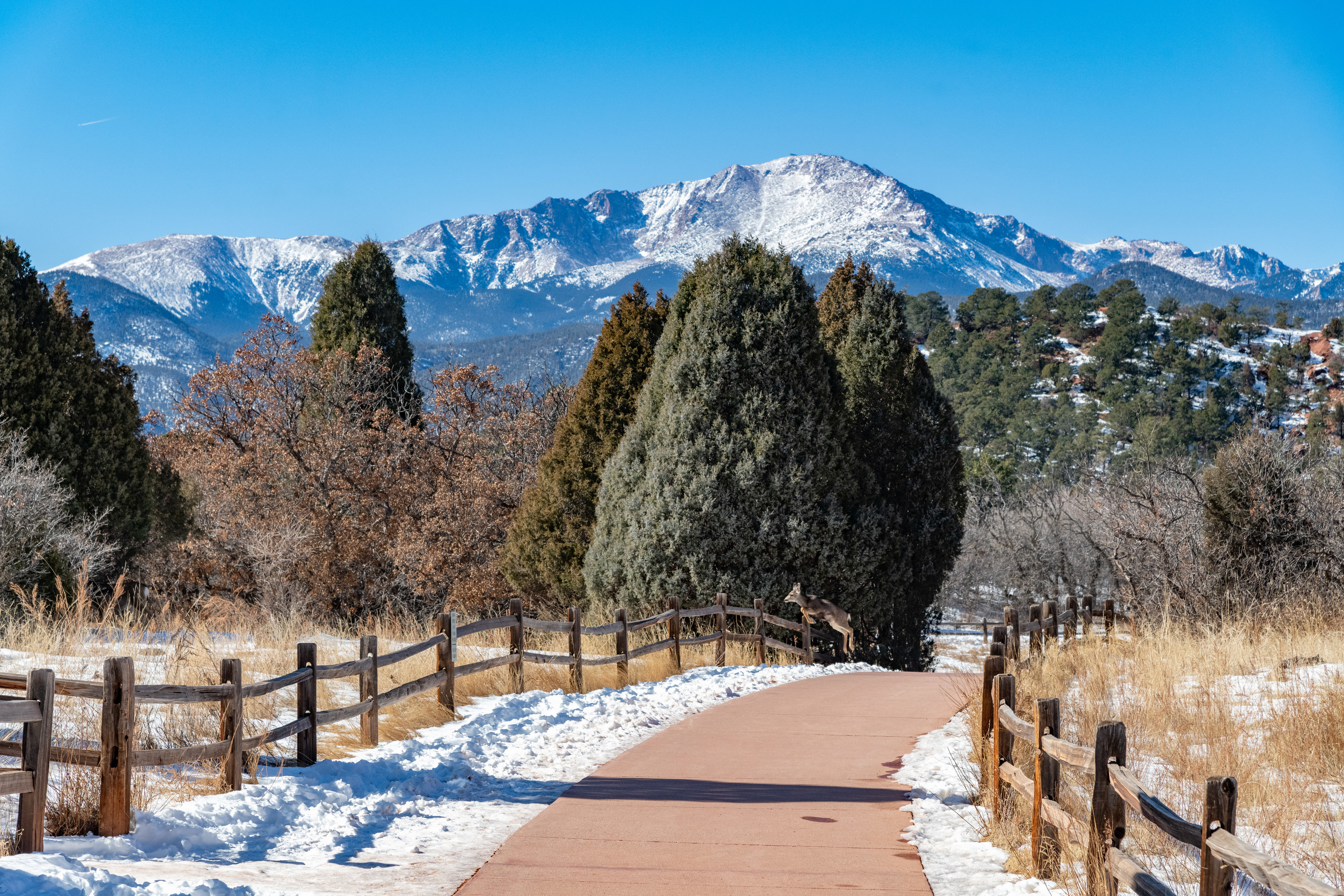 A view of the Rocky Mountains in Colorado Springs, CO, taken on a walking path with pine trees