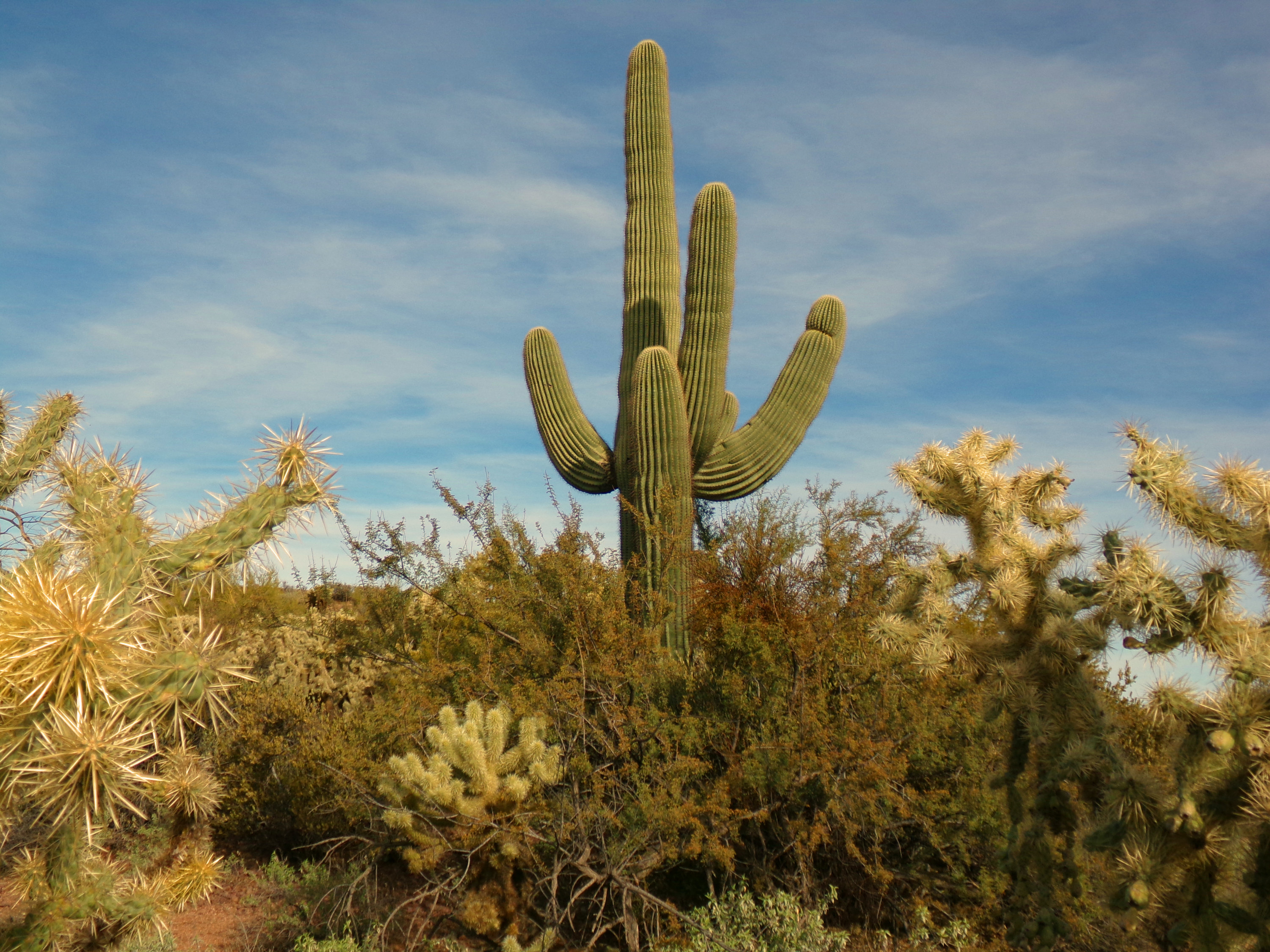 A lone cactus rises up among other desert plants on a sunny Arizona day