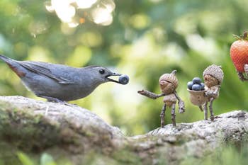 picture of acorn people feed a bird