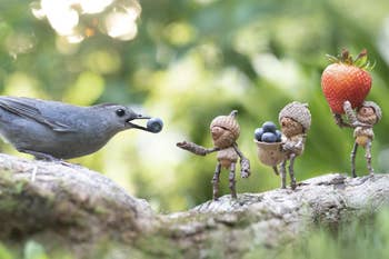 picture of acorn people feed a bird