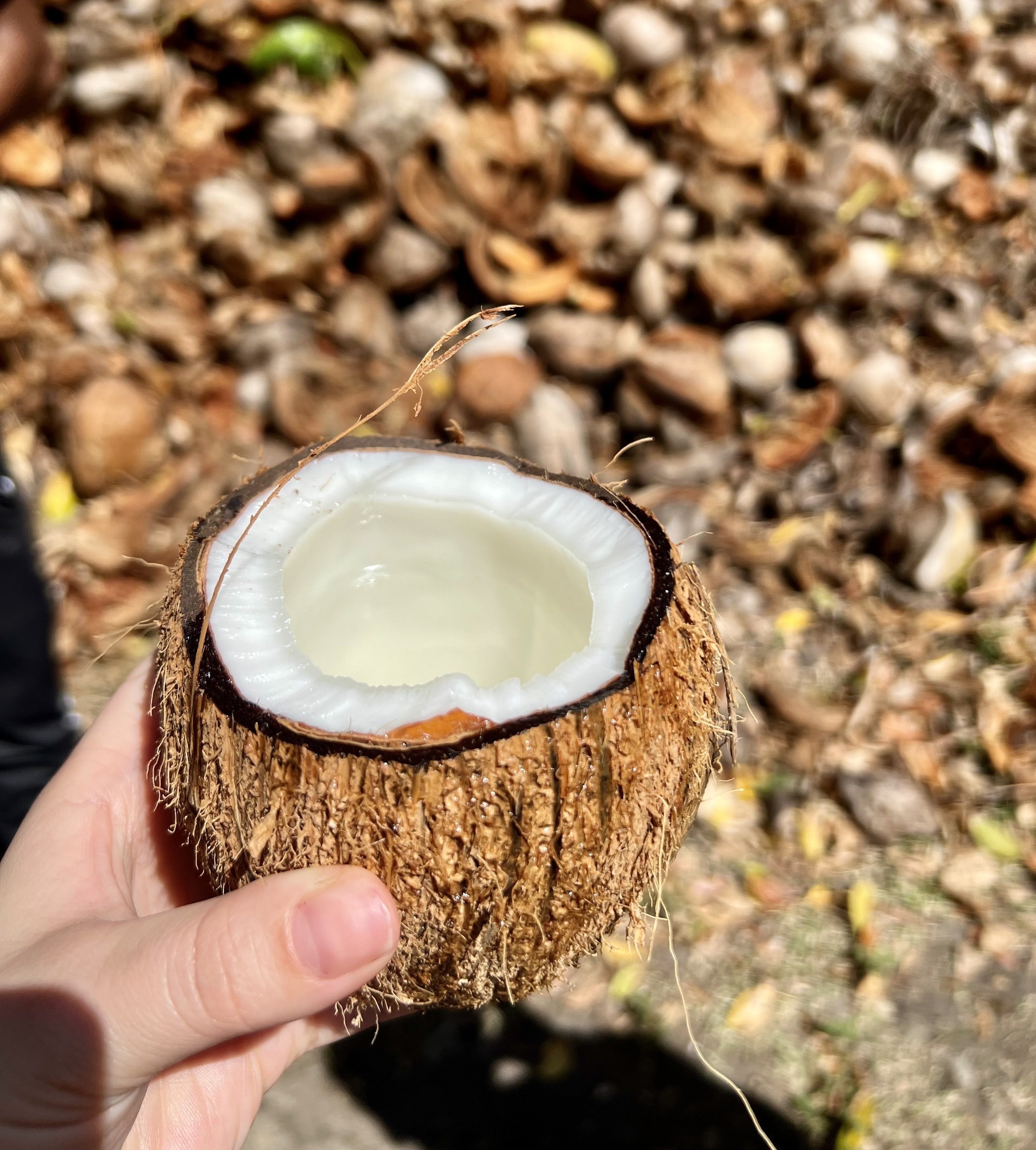 the coconut water