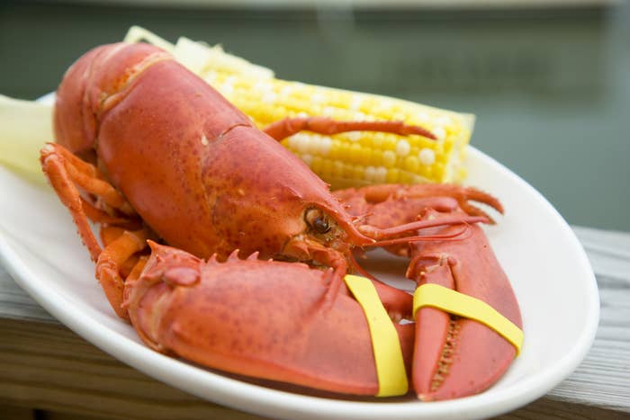 A whole steamed lobster with corn on the cob.