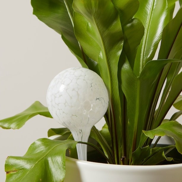 a glass watering globe inserted into a plant pot