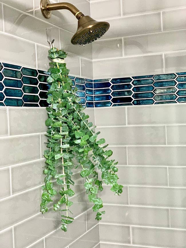 Bundle of eucalyptus hanging in shower