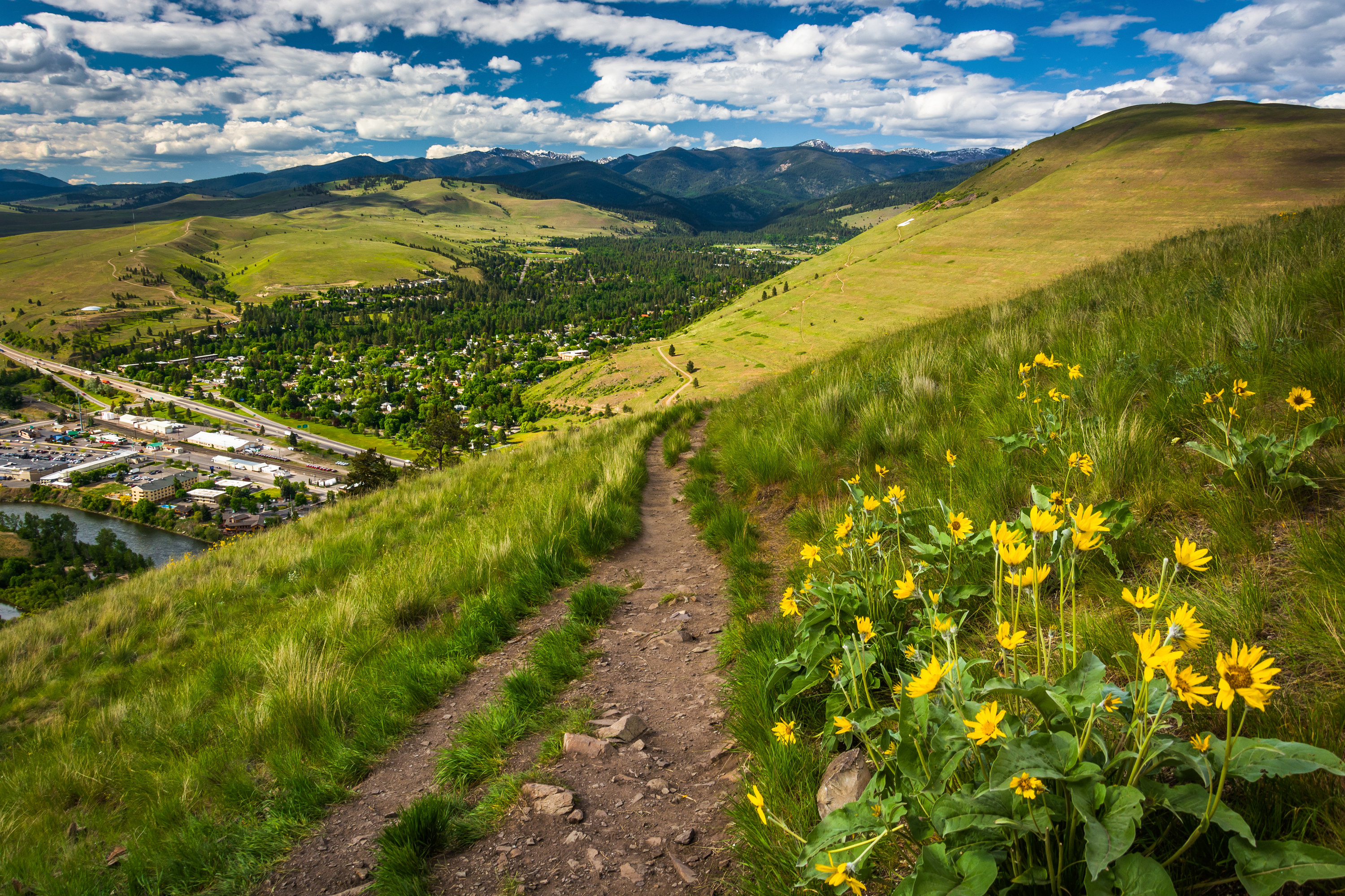 Overlooking Missoula from a hike through a grassy mountain nearby, lined with wildflowers