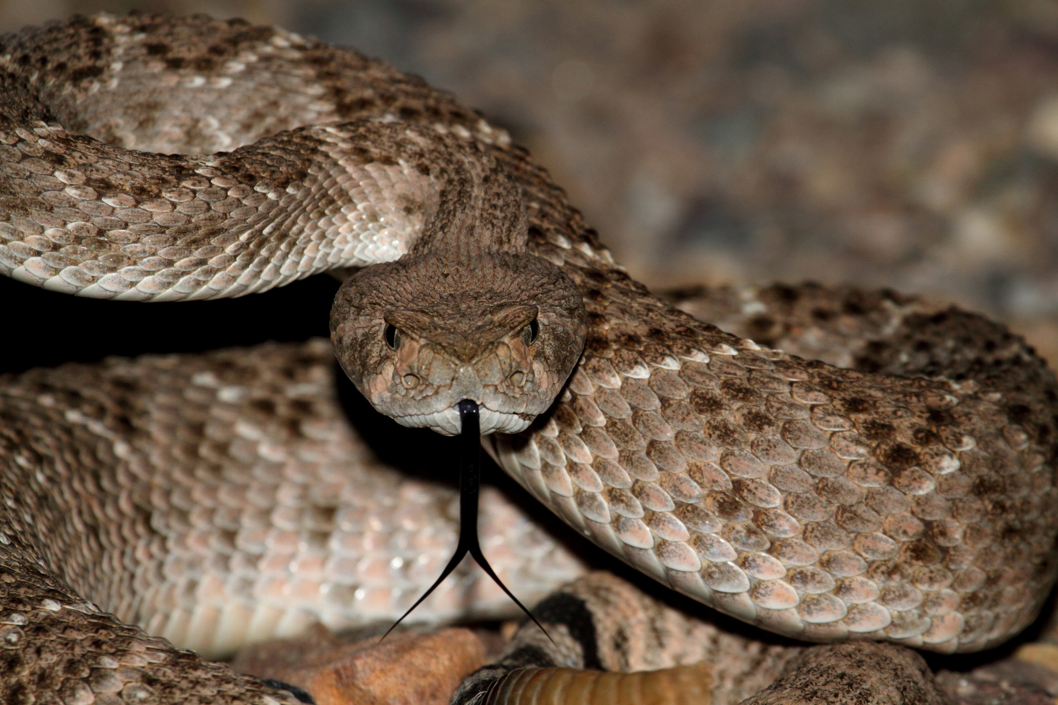 A stock image of a Mojave Rattlesnake coiled to strike