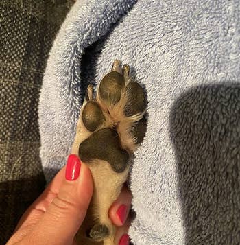 reviewer before image of a dog's dried out paws