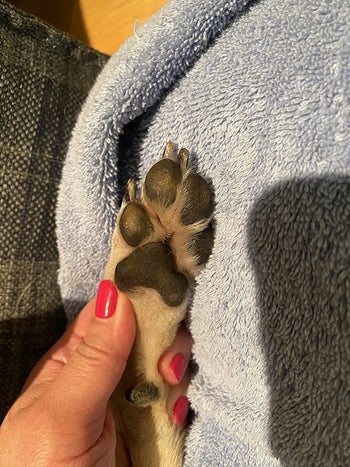 reviewer before image of a dog's dried out paws