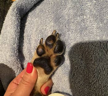 after image of the paw with paw wax on it