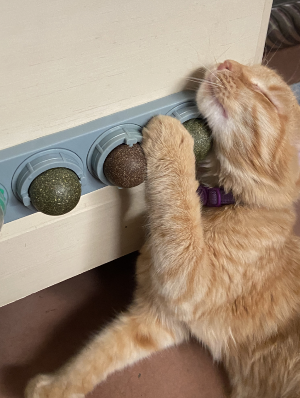 reviewer&#x27;s cat licking the catnip balls attached to the wall