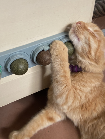 reviewer's cat licking the catnip balls attached to the wall