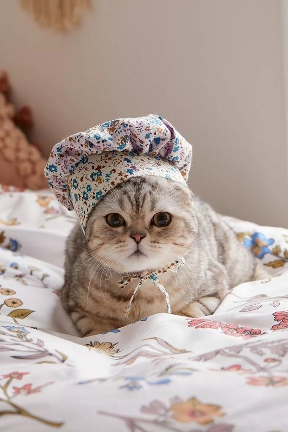 Cat wearing the bonnet