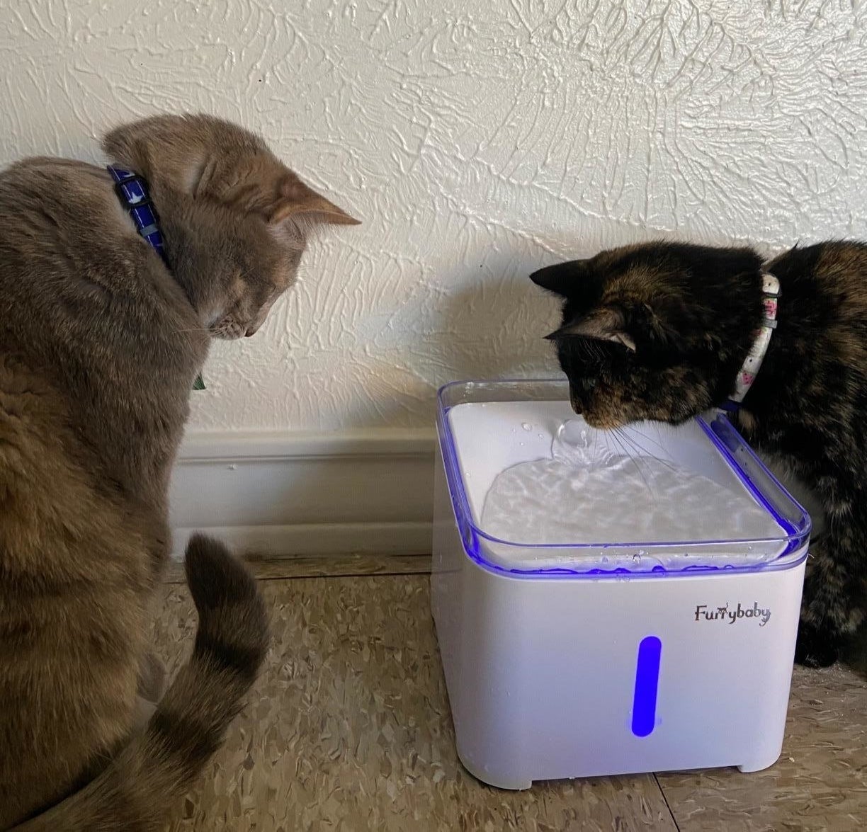 reviewer image of a cat drinking from the square water fountain