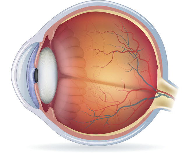 Human eye anatomy eye diagram isolated on a white background