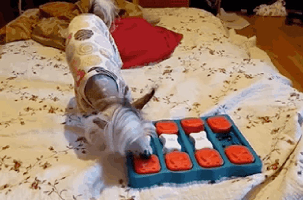 Gif of a dog using the puzzle toy, flipping open the lid and then tossing one of the bone-shaped pieces to the side to access their kibble