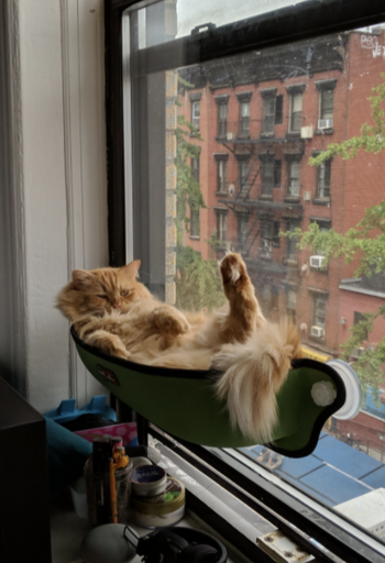 cat sitting inside the window basket on its back