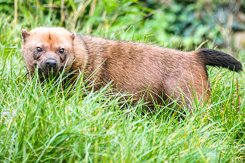 why is the bush dog endangered
