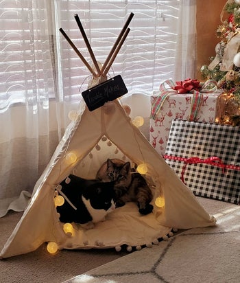 a reviewer's multiple cats inside the tent