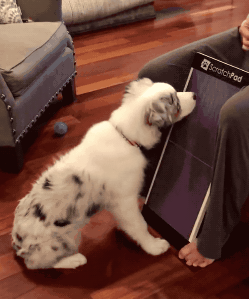 a dog using the scratchpad 