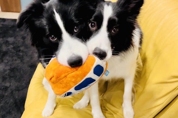 アニマル Buzzfeed