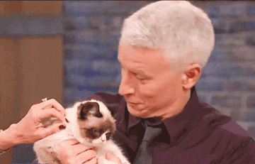 gif of anderson cooper kissing grumpy cat