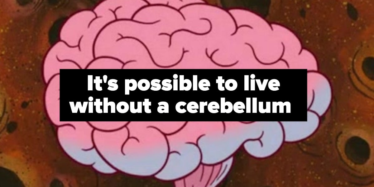 16 Weird Facts About Your Brain That Are Pretty Dang
Interesting