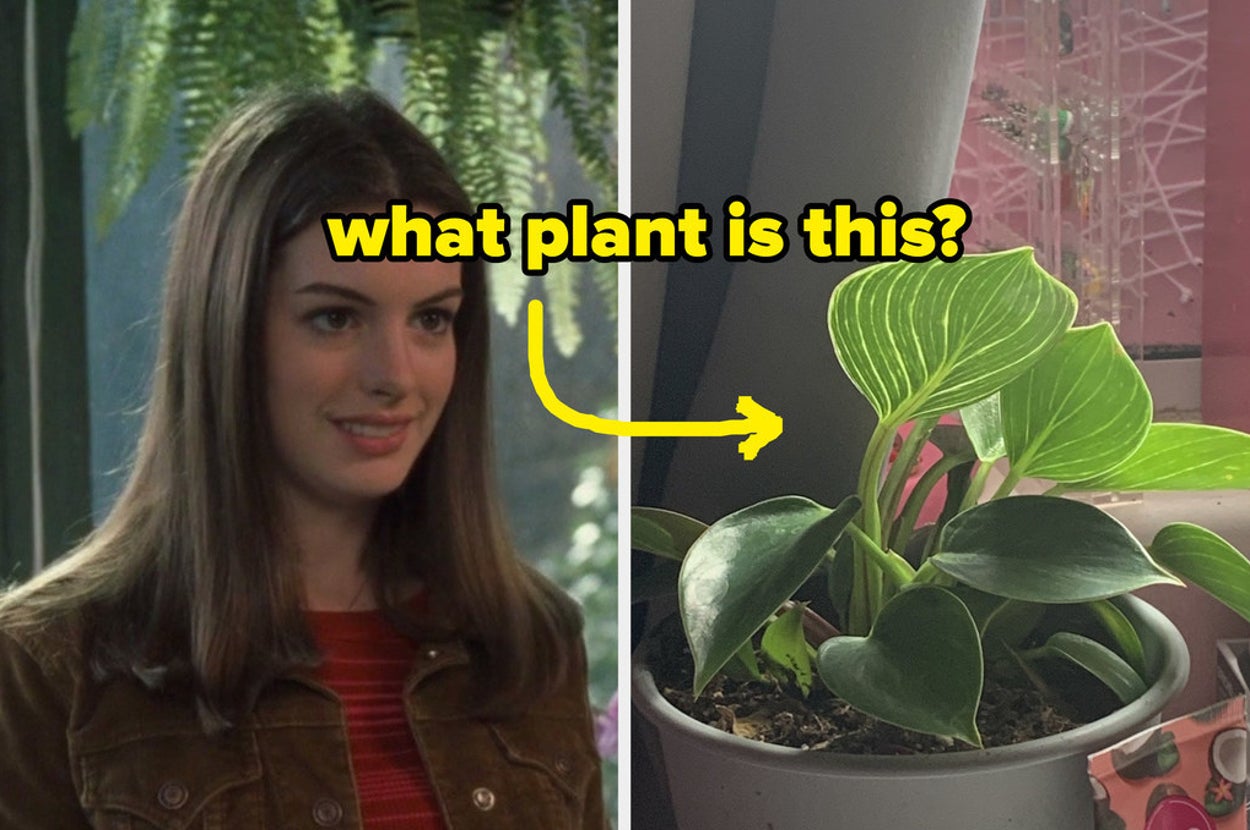 what plant is this