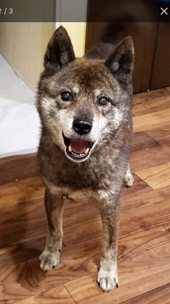 童顔だけど 何歳に見える 里親募集サイトで出会ったシニア犬と家族が 会った瞬間に相思相愛 だった 童顔だけど 何歳に見える 里親募集サイトで出会ったシニア犬と家族が 会った瞬間に相思相愛 だった