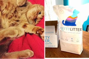 An orange cat and a bag of Pretty Litter