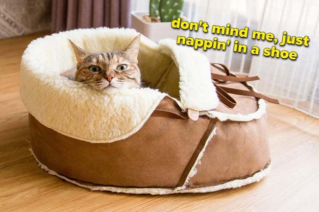 cat sleeping in a sherpa-lined moccasin shoe