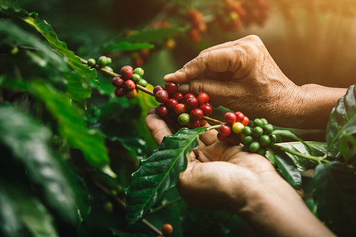 A hand plucks coffee fruit from the vine