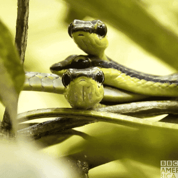 Three green snakes in the wild