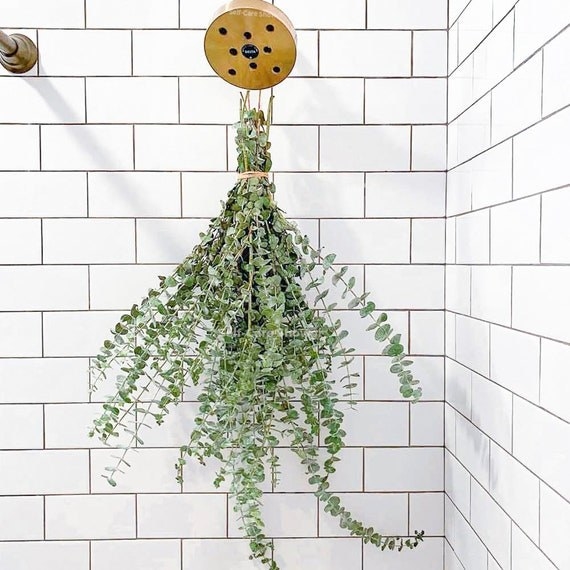 a bundle of eucalyptus hanging from a gold shower head