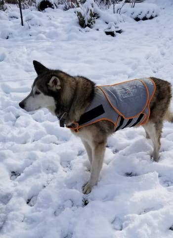 huskey in the snow wearing the vest