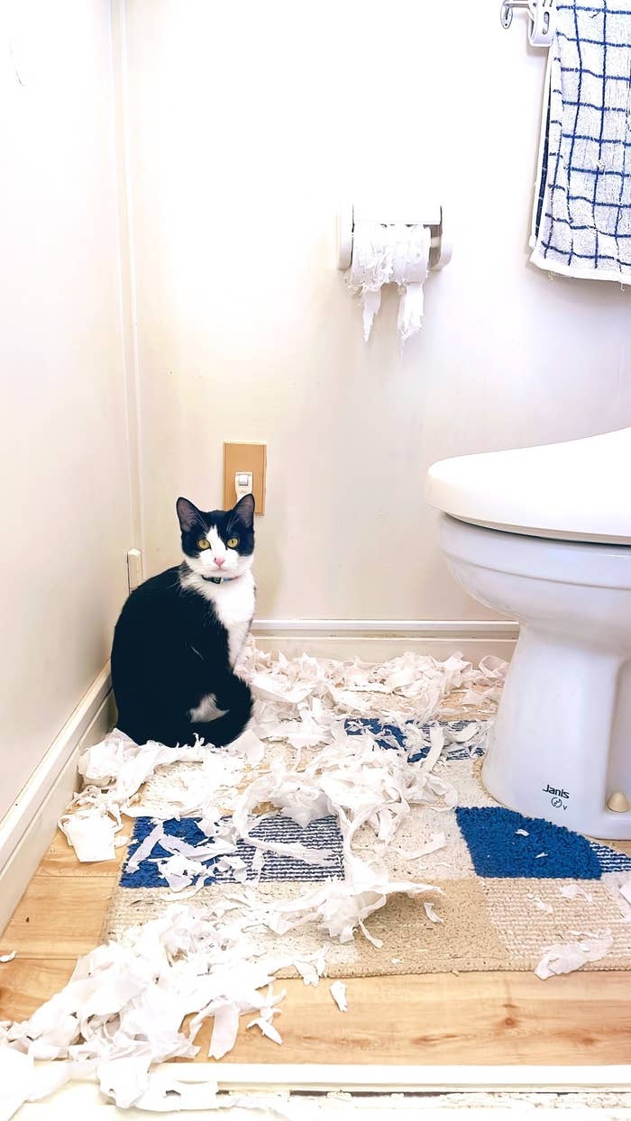 うそやろ 子猫の大胆すぎるいたずら まるで事件現場のような荒れ具合だった うそやろ 子猫の大胆すぎるいたずら まるで事件現場のような荒れ具合だった