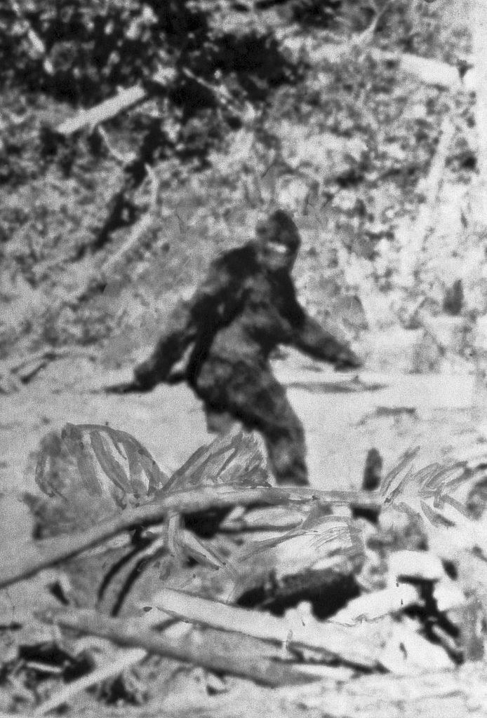 black and white still of a bigfoot from the Patterson-Gimlin film
