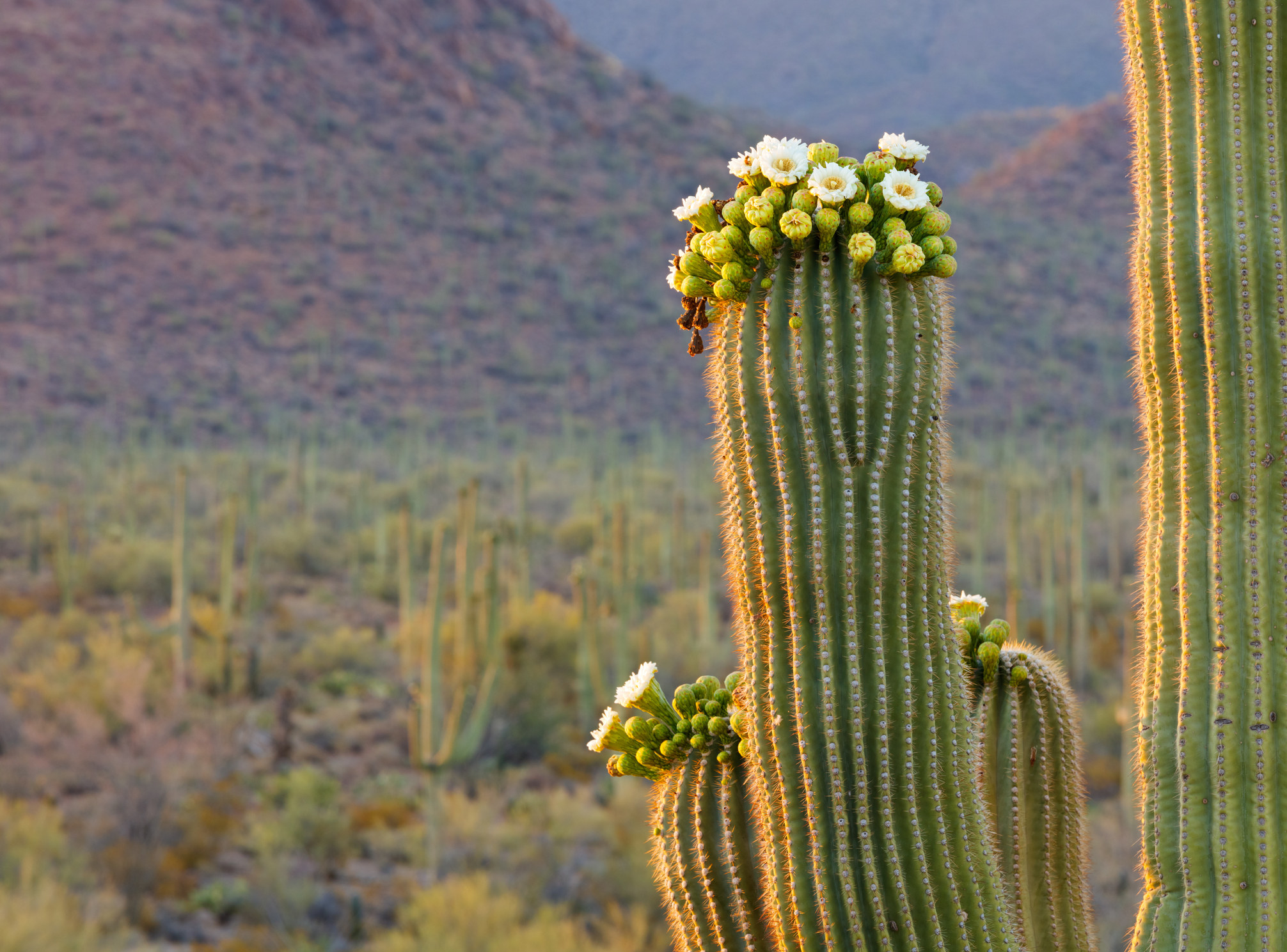 cactus with flowers on top