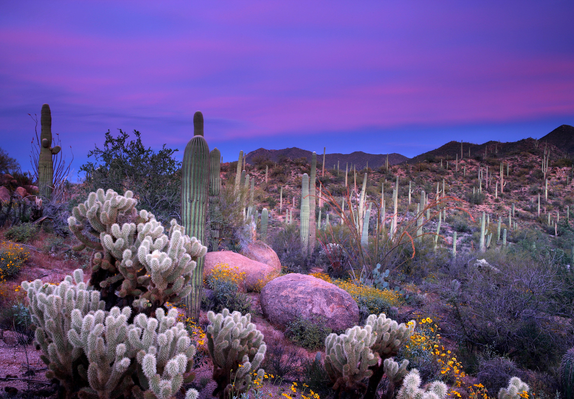 the desert at sunset