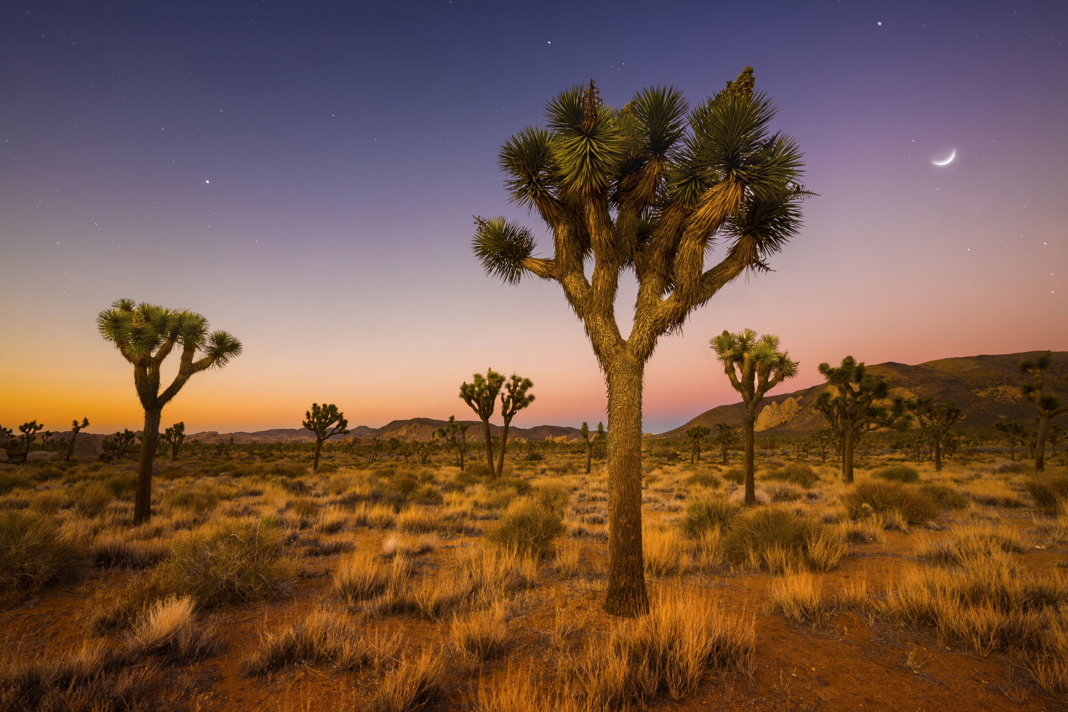 A grove of Joshua Trees being bathed in the soft glow of morning twilight in Joshua Tree National Park, CA.